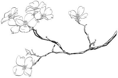 400x264 Dogwood Tree Flower Coloring Pages Sketch Coloring Page Pottery