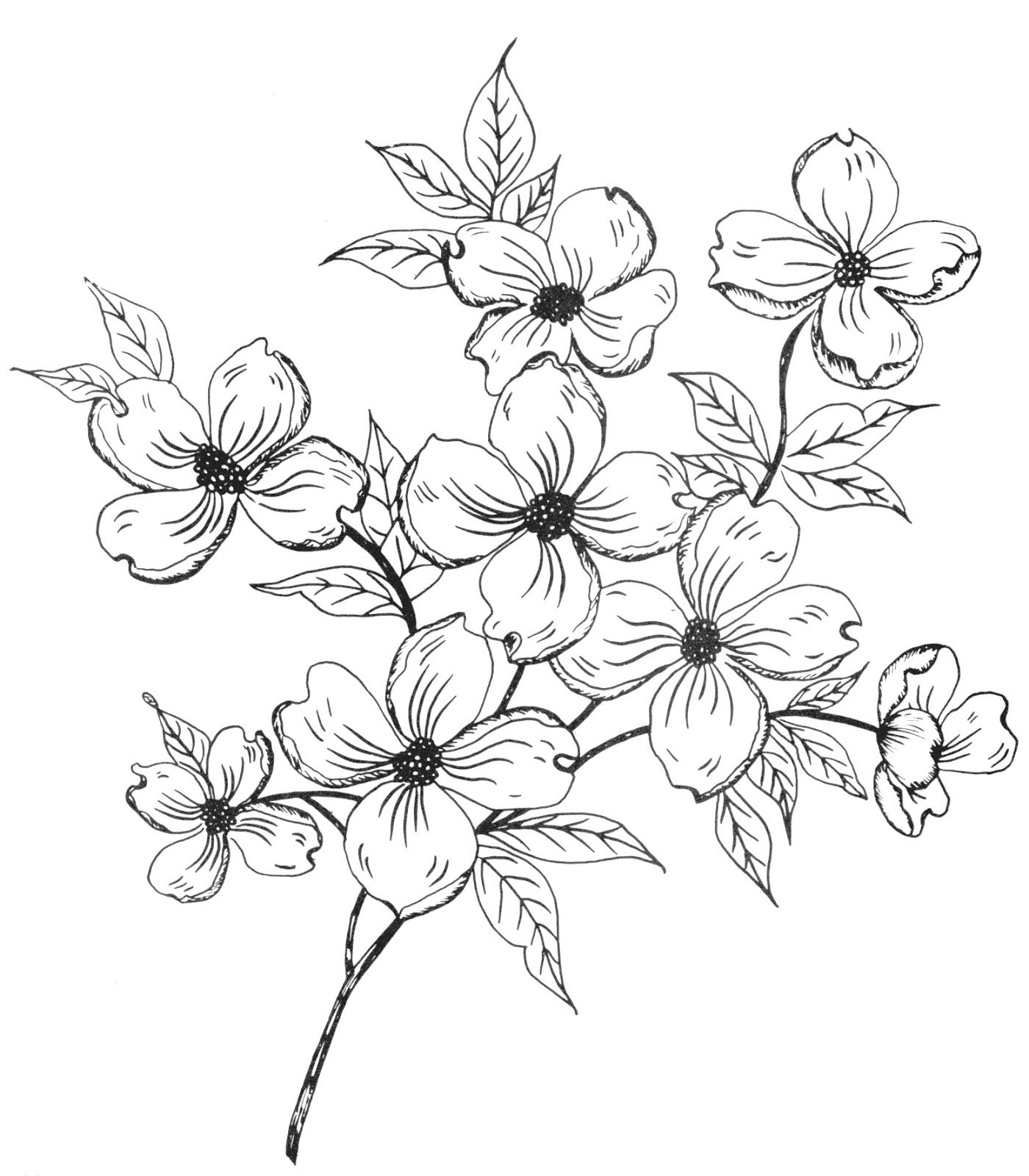 1400x1600 Best White Flower Clipart Dogwood Pencil And In Color Pics