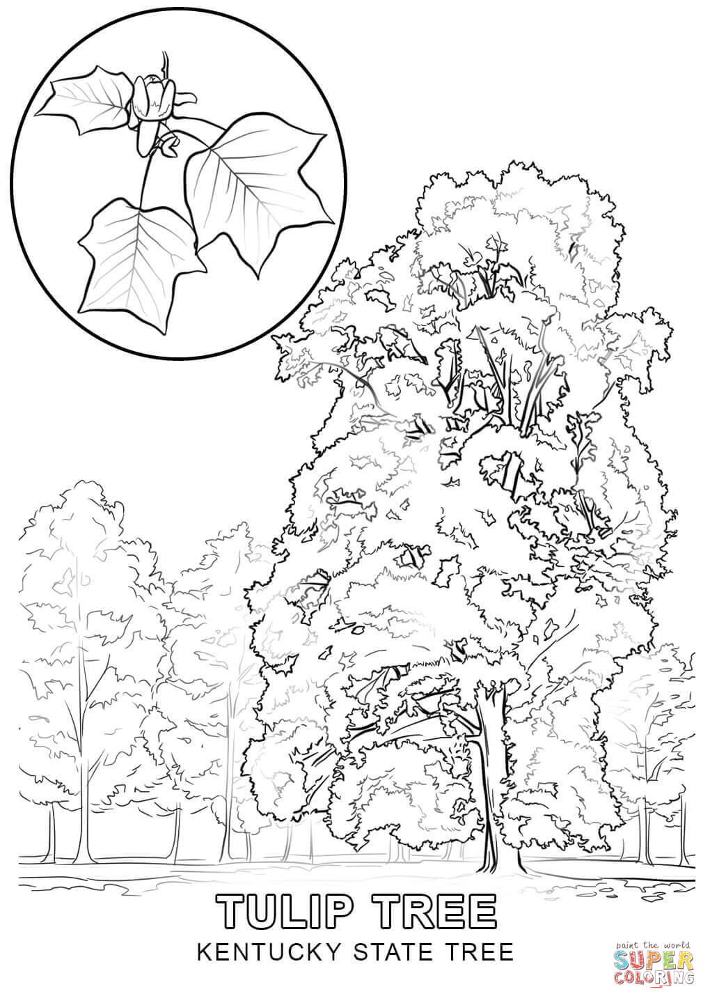 1020x1440 Kentucky State Tree Coloring Page Free Printable Coloring Pages