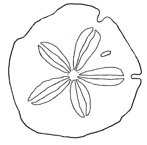Sand Dollar Coloring Page Seashells By Millhill 500x494 Sand Dollar Coloring Page Seashells By Millhill