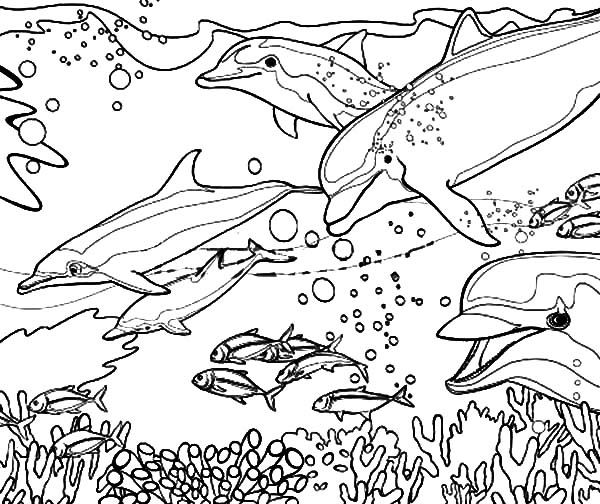 600x504 Exquisite Ideas Dolphin Coloring Pages Free Printable Dolphin