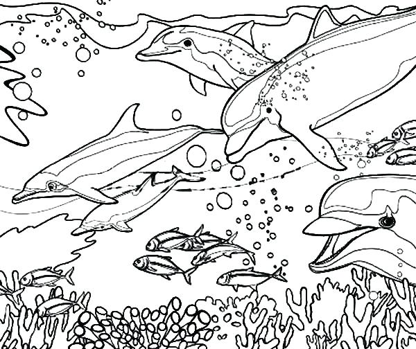 600x504 Dolphin Coloring Pages Coral Reef Fish Dolphin Coloring Dolphin