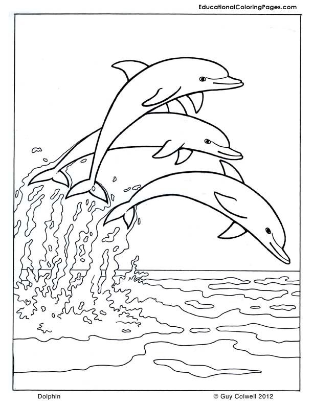 Dolphin Coloring, Dolphin Images, Free Printable Dolphin Mammals 612x792 Dolphin Coloring, Dolphin Images, Free Printable Dolphin Mammals