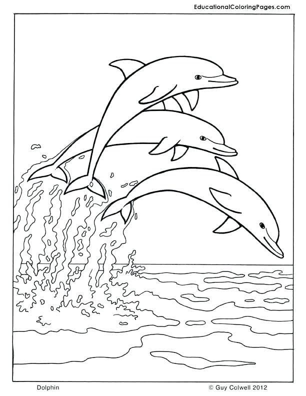 Dolphin Print Out Coloring Pages Dolphin Printable Coloring Pages 612x792 Dolphin Print Out Coloring Pages Dolphin Printable Coloring Pages