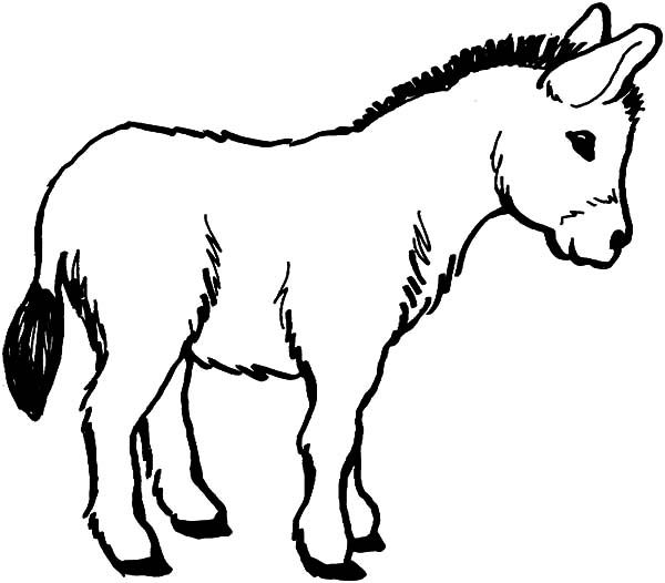 Donkey, Male Donkey Coloring Pages Embroidery 600x526 Donkey, Male Donkey Coloring Pages Embroidery