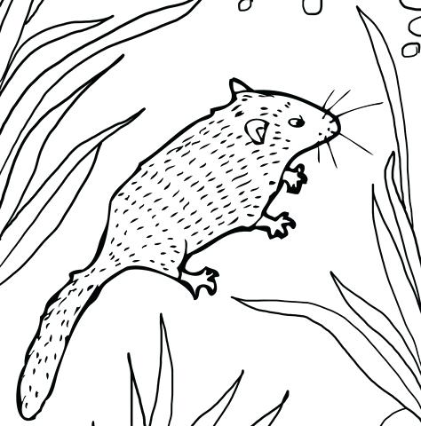 Dormouse Animal Coloring Pages Click To See Printable Version 474x480 Dormouse Animal Coloring Pages Click To See Printable Version