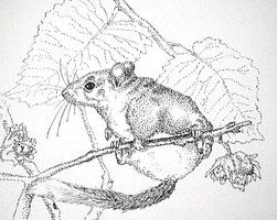 Dormouse By Annavaital Coloring Pages 251x200 Dormouse By Annavaital Coloring Pages