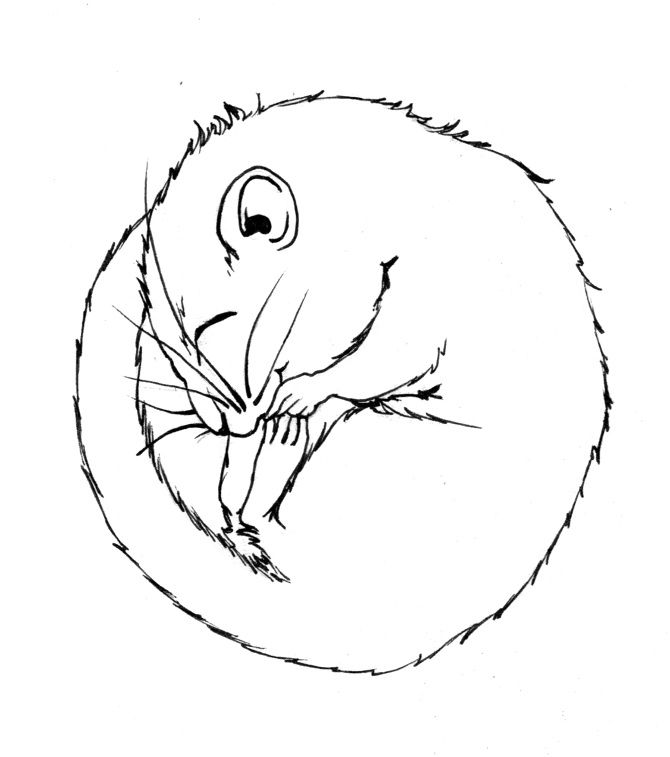 Line Drawing Dormouse 670x757 Line Drawing Dormouse