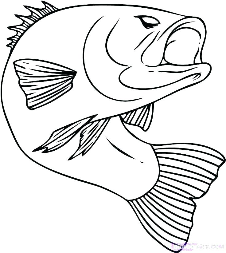 Bass Coloring Pages Tropical Bird Coloring Pages Realistic Fish 736x823 Bass Coloring Pages Tropical Bird Coloring Pages Realistic Fish