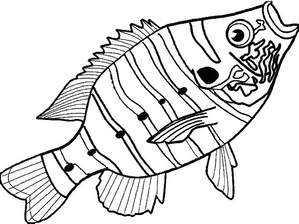 Double Bass Colouring Page Fish Outline Free Download Best 600x450 Double Bass Colouring Page Fish Outline Free Download Best