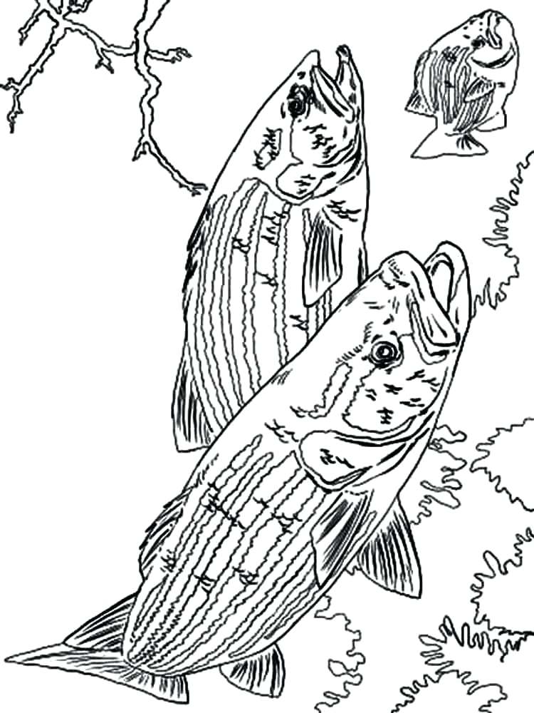 Bass Coloring Pages 750x1000 Bass Coloring Pages