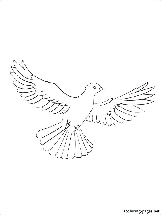 560x750 White Dove Coloring Page Kids Coloring Coloring