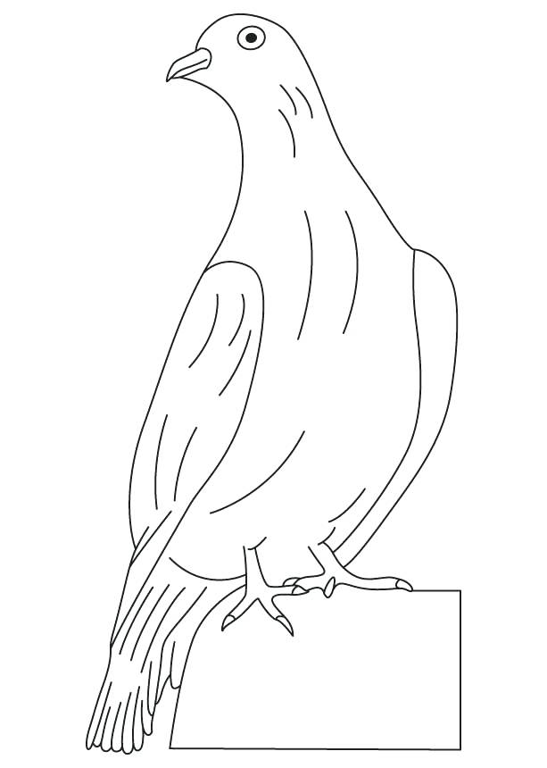 613x860 Dove Coloring Page White Winged Dove Coloring Page Free Printable