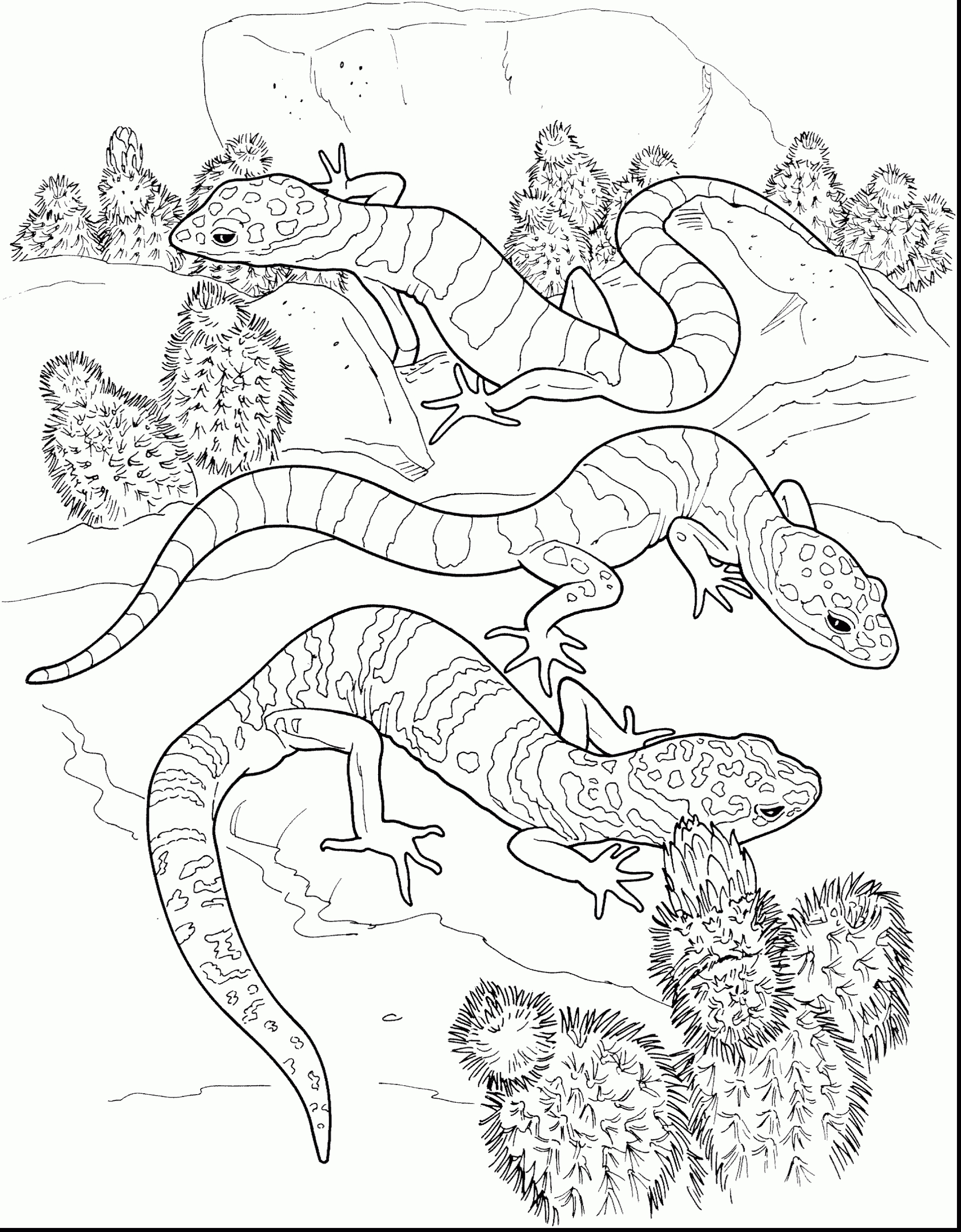 2371x3040 Fresh Draco Coloring Pages Design Free Coloring Pages