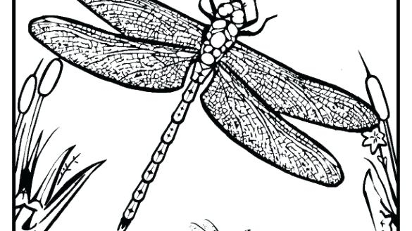 585x329 Dragonfly Coloring Page Dragonfly Coloring Pages Free Printable