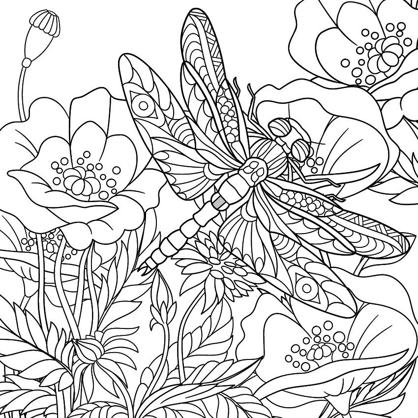 850x850 Dragonfly Coloring Page Animal Coloring Pages For Adults