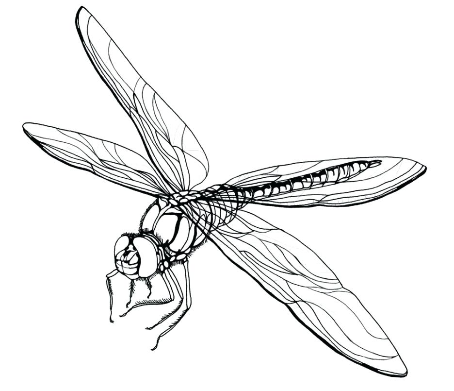 Dragonfly Mandala Coloring Pages Adult Dragonfly Coloring Pages 936x805 Dragonfly Mandala Coloring Pages Adult Dragonfly Coloring Pages