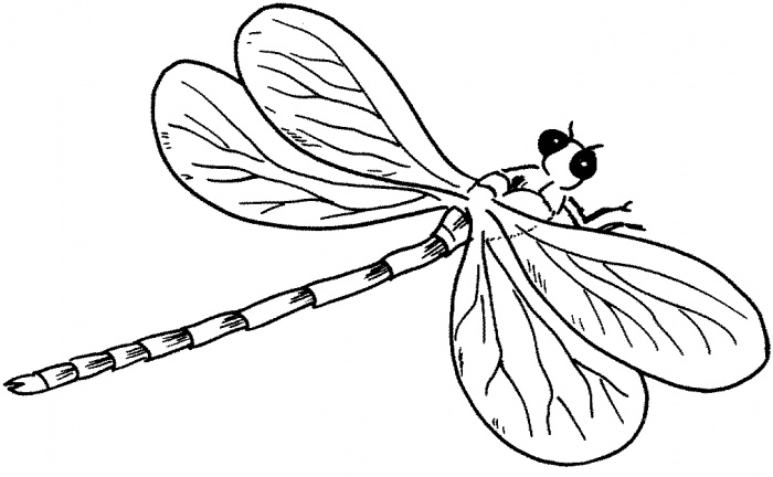 700x432 Dragonfly Coloring Sheets New Dragonfly Coloring Pages 14