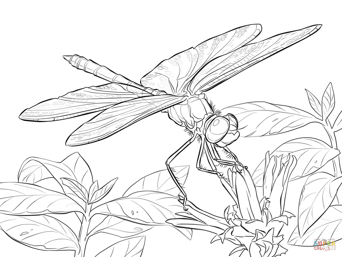 1199x899 Timely Dragonfly Coloring Pages Page Free Prin