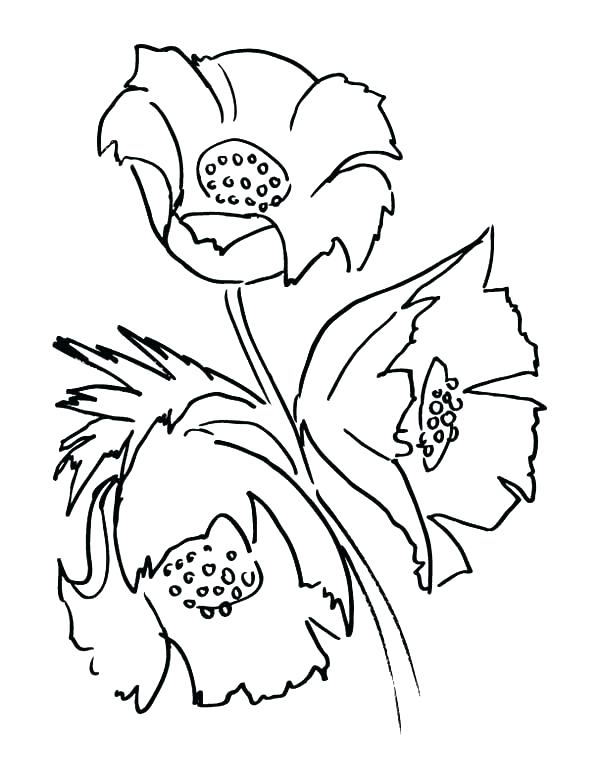 600x776 Poppy Coloring Page Poppy Coloring Page Poppy Coloring Pages