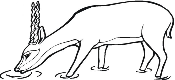 700x322 Deer Drinking Water Coloring Pages The Coloring Pages Painting