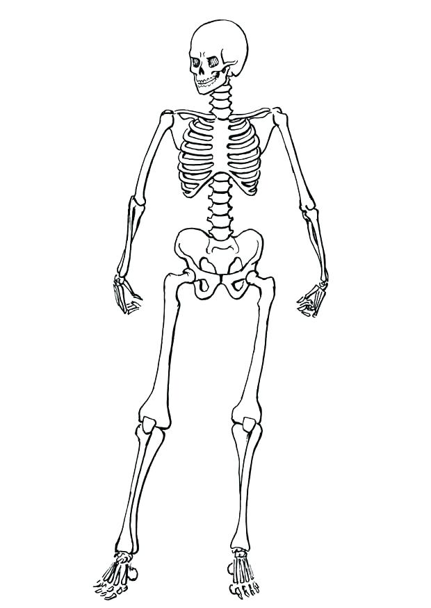 Bones Coloring Pages Dinosaur Bones Coloring Pages Coloring Pages 620x875 Bones Coloring Pages Dinosaur Bones Coloring Pages Coloring Pages