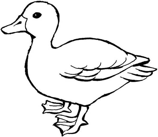 Mother Of Duck Coloring Page 600x521 Mother Of Duck Coloring Page