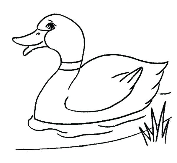 Coloring Pages Duck 600x551 Coloring Pages Duck