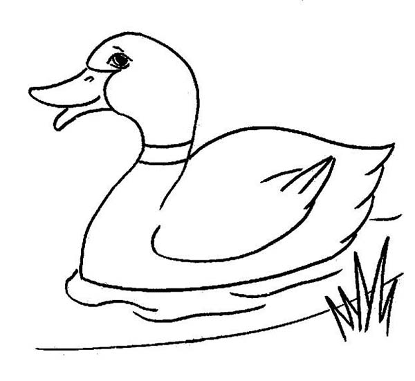Duck Coloring Pages Nursery Room 600x551 Duck Coloring Pages Nursery Room