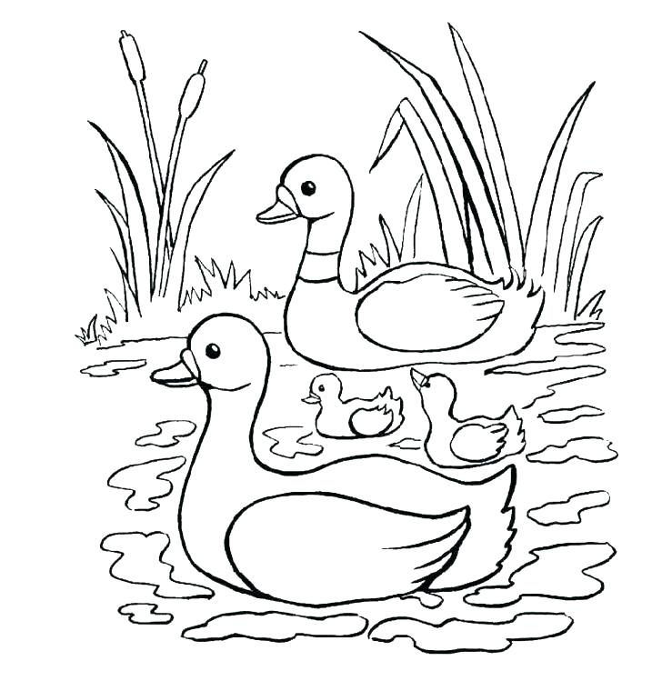 Duck Coloring Pages Duck Coloring Pages Duck Coloring Pages 728x760 Duck Coloring Pages Duck Coloring Pages Duck Coloring Pages
