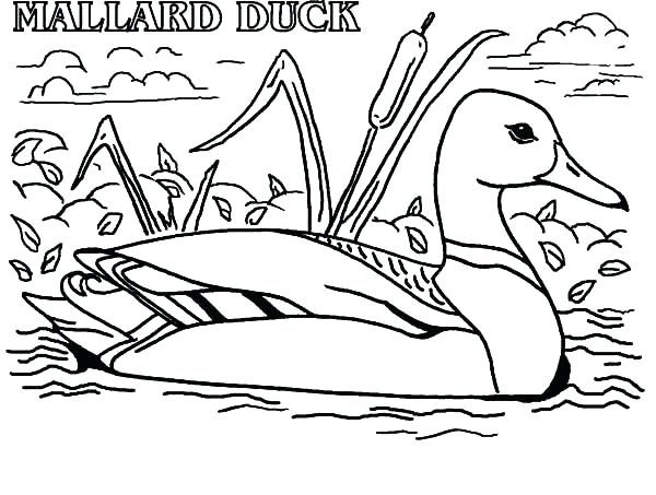 Hunting Coloring Pages Hunting Coloring Book As Well As Duck 600x453 Hunting Coloring Pages Hunting Coloring Book As Well As Duck