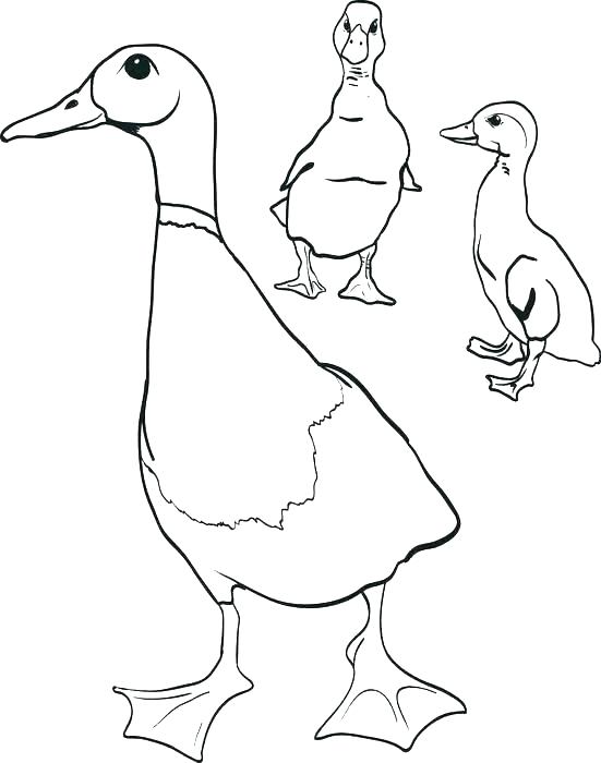 Duckling Coloring Page