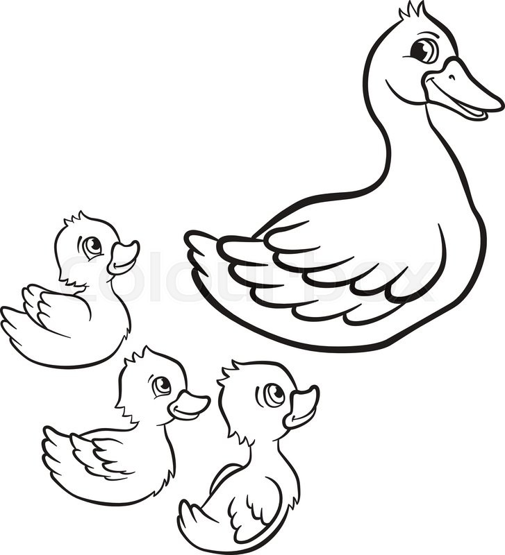 Coloring Pages. Kind Duck And Free Little Cute Ducklings Swim 727x800 Coloring Pages. Kind Duck And Free Little Cute Ducklings Swim