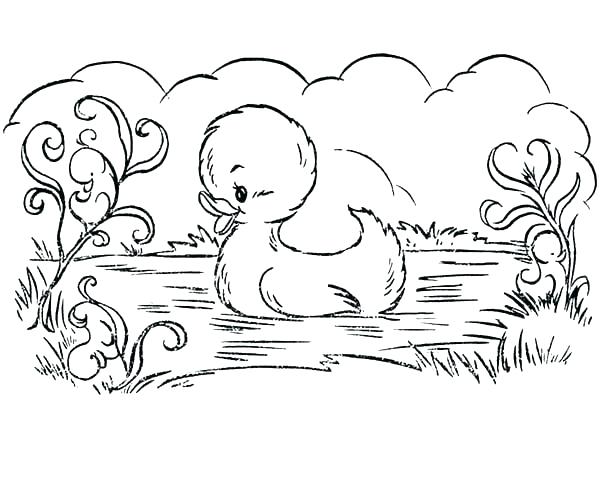 Duck Coloring Page Baby Duck Coloring Pages Duckling Coloring Page 600x490 Duck Coloring Page Baby Duck Coloring Pages Duckling Coloring Page