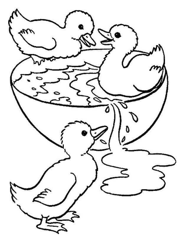 Three Ducklings Swimming In A Bowl 600x798 Three Ducklings Swimming In A Bowl