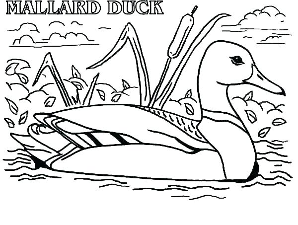 Coloring Pages Duck Coloring Images Of Duck Duck Pictures To Color 600x453 Coloring Pages Duck Coloring Images Of Duck Duck Pictures To Color