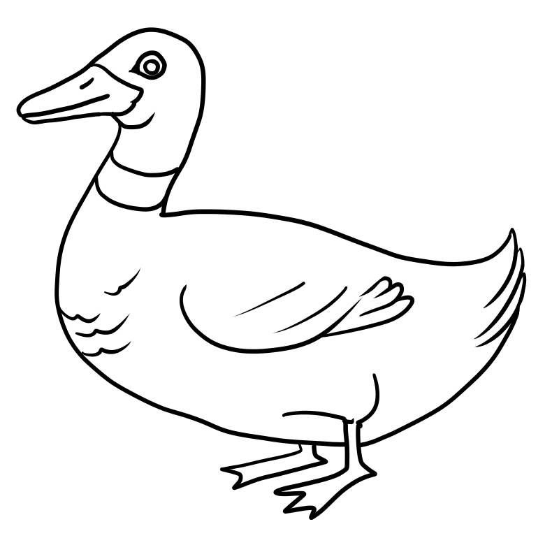800x800 Duck Coloring Pages Free To Download Coloring Pages For Kids