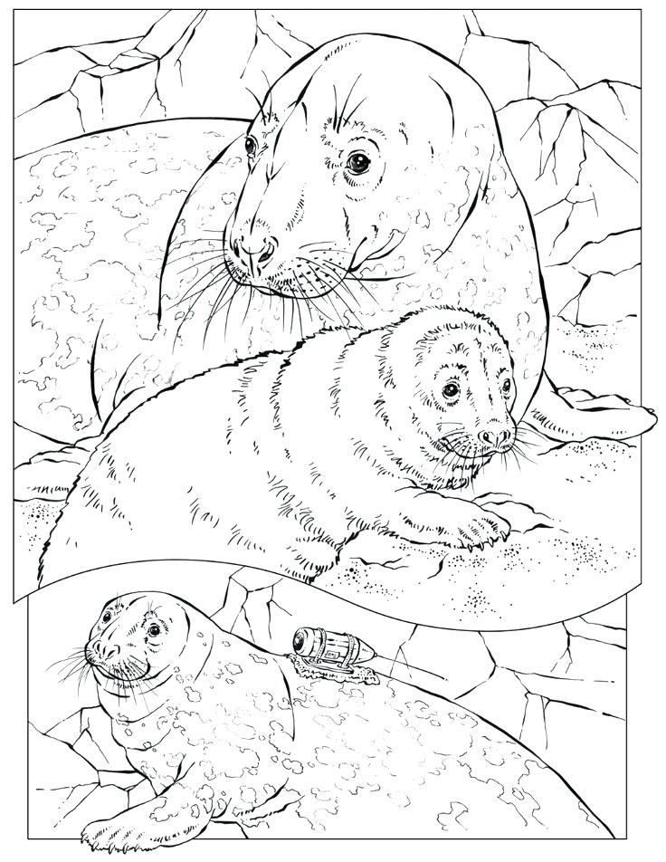 736x952 Dugong Animal Coloring Pages Ocean Animals Coloring Pages Color