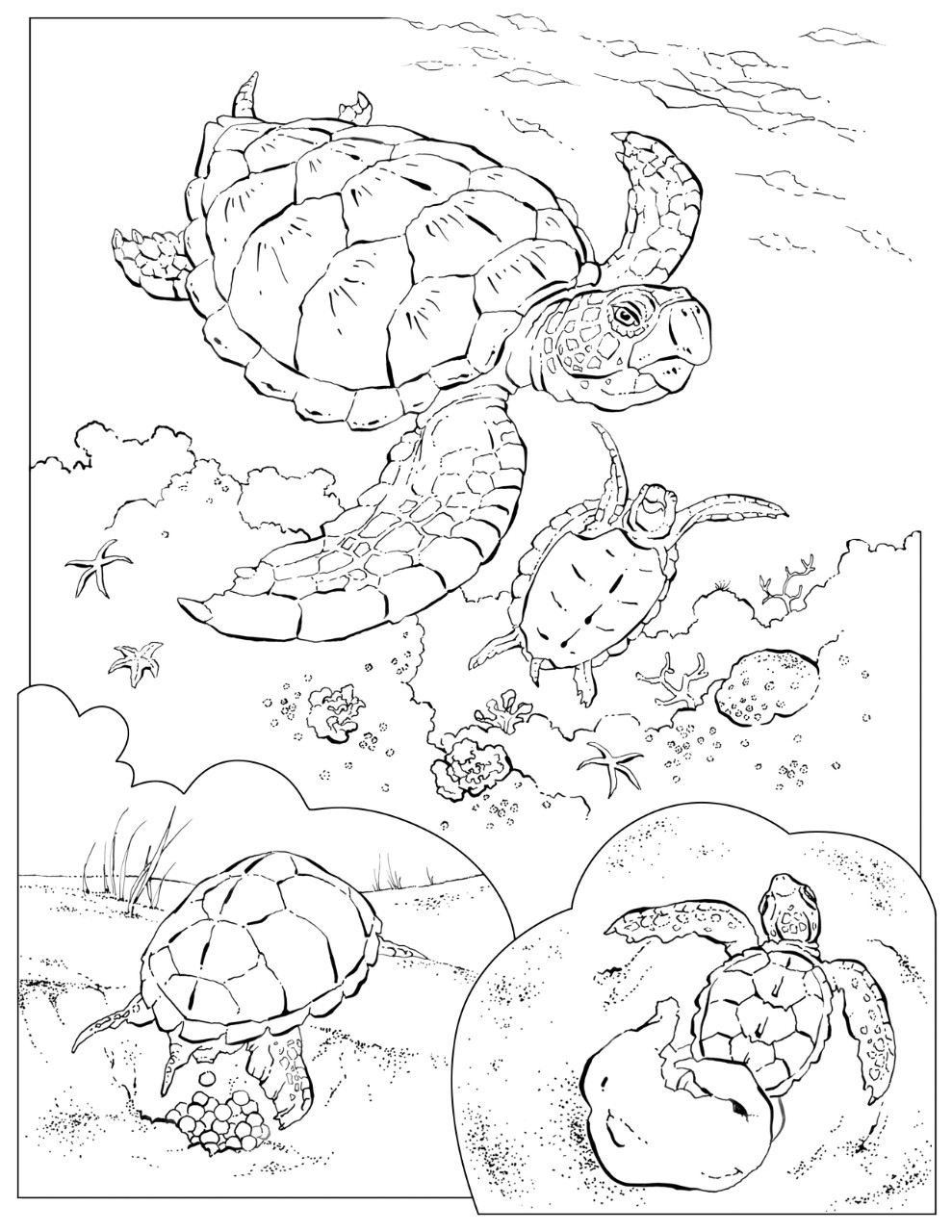 989x1280 Dugong Animal Coloring Pages Sea Turtle Life Cycle S On Excellent