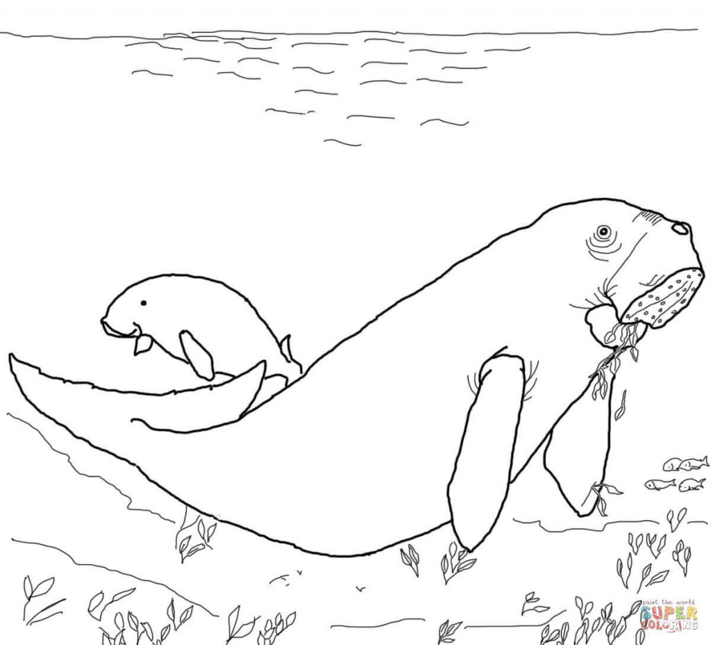 1024x928 Dugong For Free Coloring Page