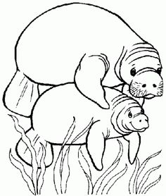 236x278 M Is For Manatee Manatee, Coloring Worksheets And Worksheets