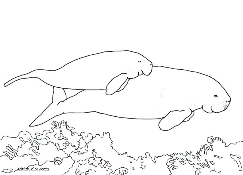 792x573 Manatee Coloring Page Manatee Coloring Book Photo Ideas Page