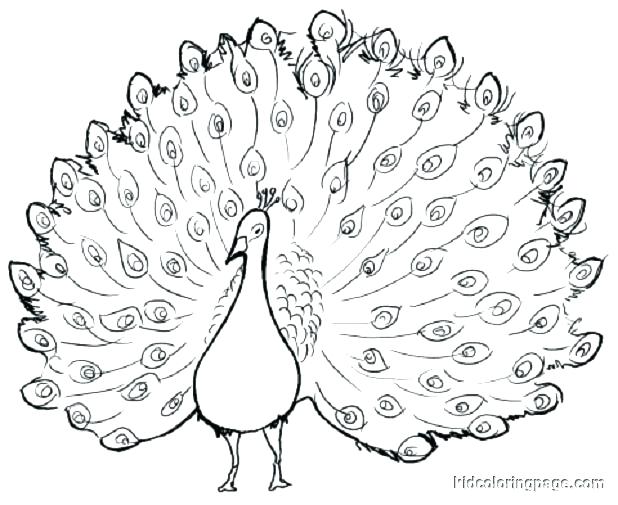618x505 Graceful Peacock Coloring Page Stock Vector Illustration