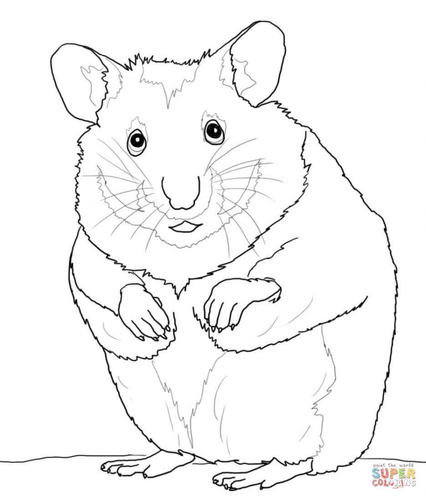 Dwarf Hamster Coloring Pages at GetColorings.com | Free printable ...