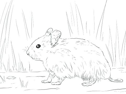 Hamster Coloring Pages Coloring Pages Of Hamsters Click To See 480x360 Hamster Coloring Pages Coloring Pages Of Hamsters Click To See