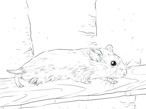 Best Of Hamster Coloring Page Images 480x360 Best Of Hamster Coloring Page Images