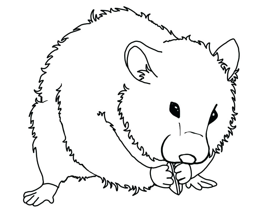 Hamster Coloring Page 958x739 Hamster Coloring Page