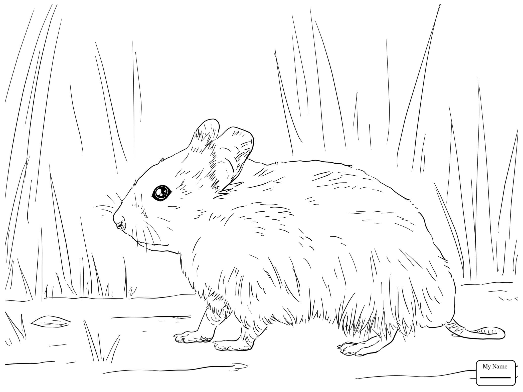 Cool Best Hamster Coloring Pages About On Tearing Page 2089x1567 Cool Best Hamster Coloring Pages About On Tearing Page