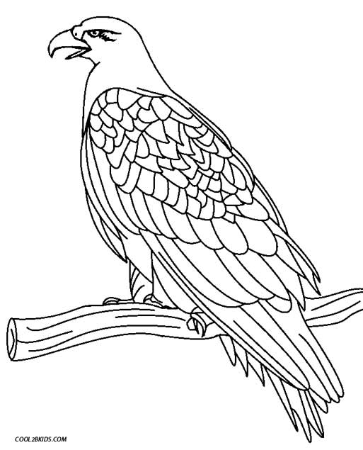 513x635 Exciting Eagle Coloring Pages Printable For Kids Cool2bkids