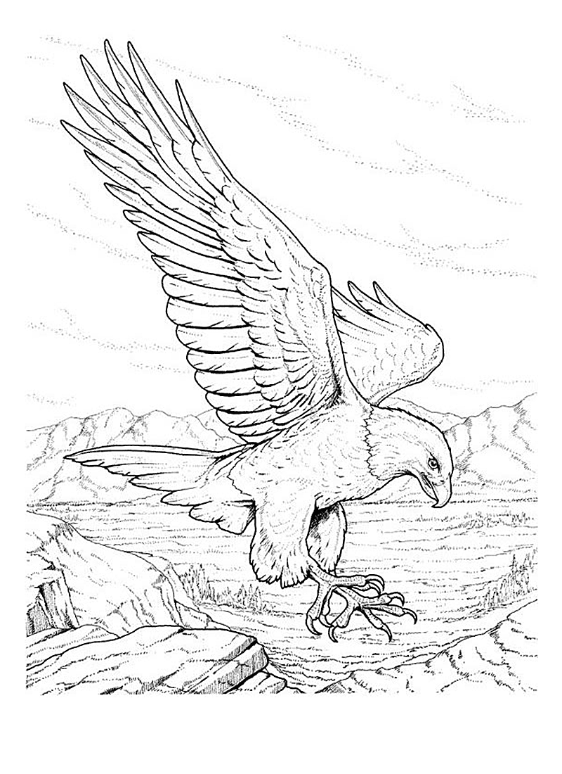 800x1100 Free Printable Bald Eagle Coloring Pages For Kids